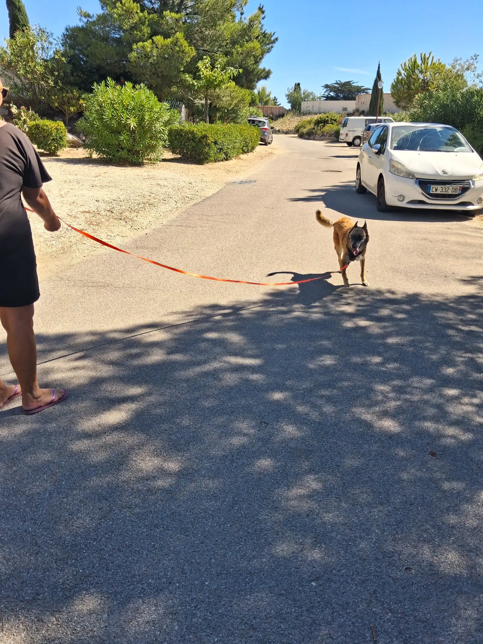 Chien malinois revenant au rappel en longe lors d'une séance d'éducation canine Cynolia dans les Pyrénées-Orientales