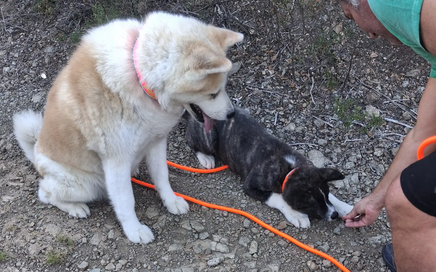 Rencontre encadrée entre un chiot et un chien adulte lors d'une balade éducative Cynolia