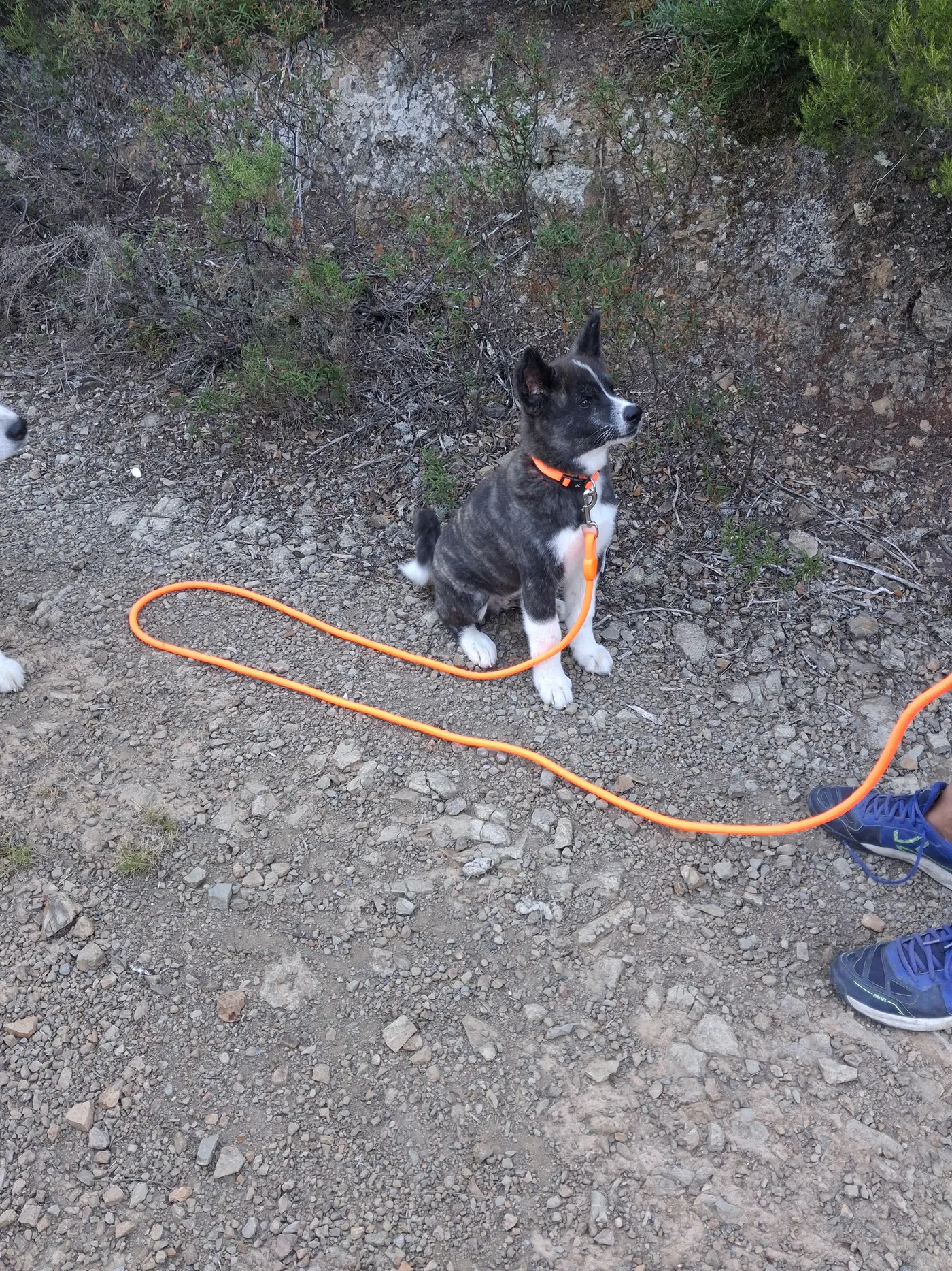Chiot akita assis, attentif, lors d'un bilan comportemental Cynolia