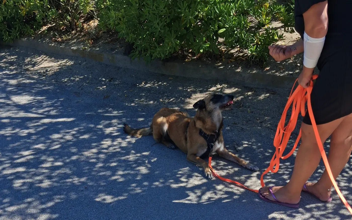 Séance d'éducation canine à domicile : chien malinois au travail avec sa maîtresse