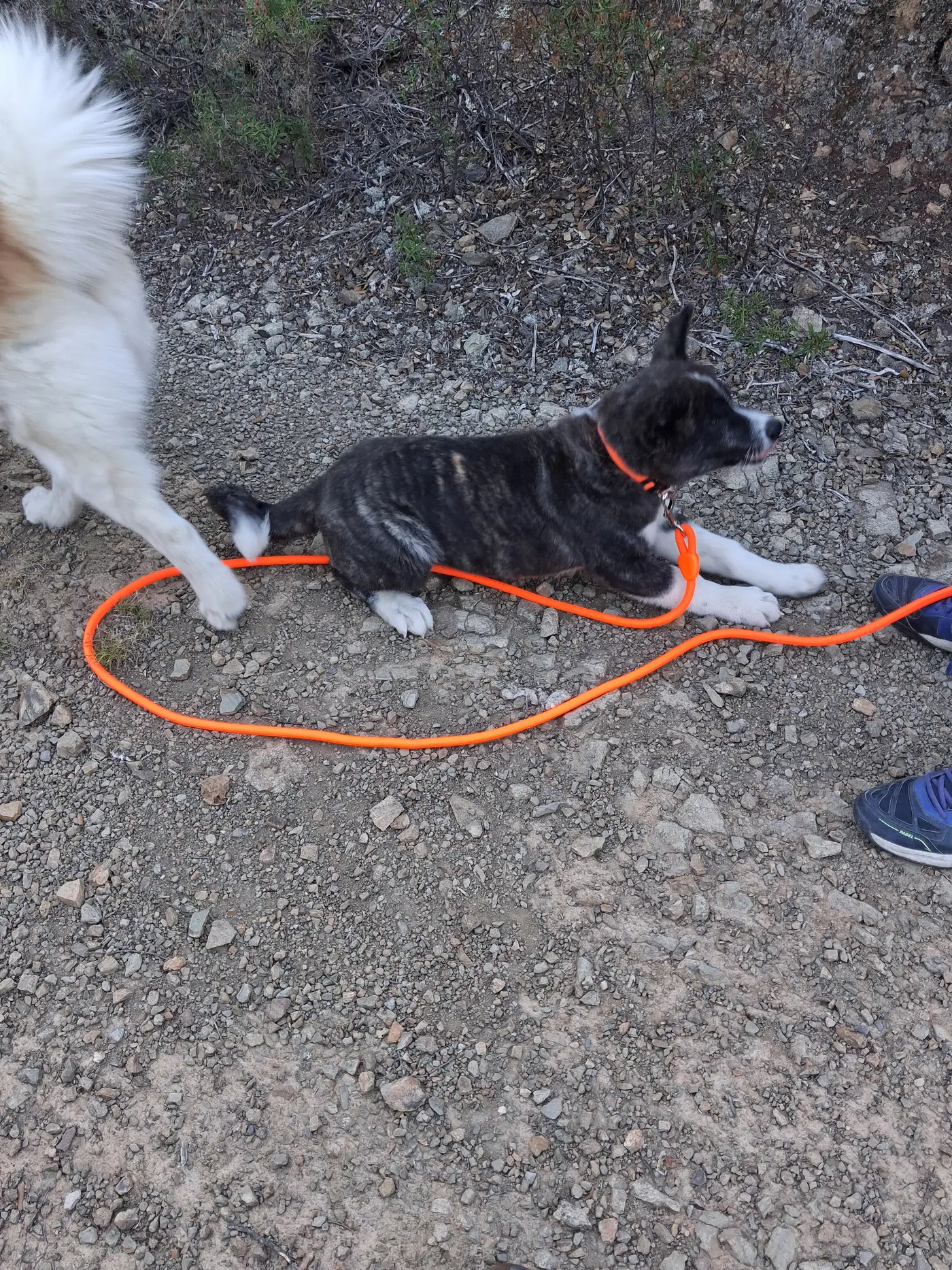 Chiot akita couché en longe pendant une séance de socialisation avec un chien adulte