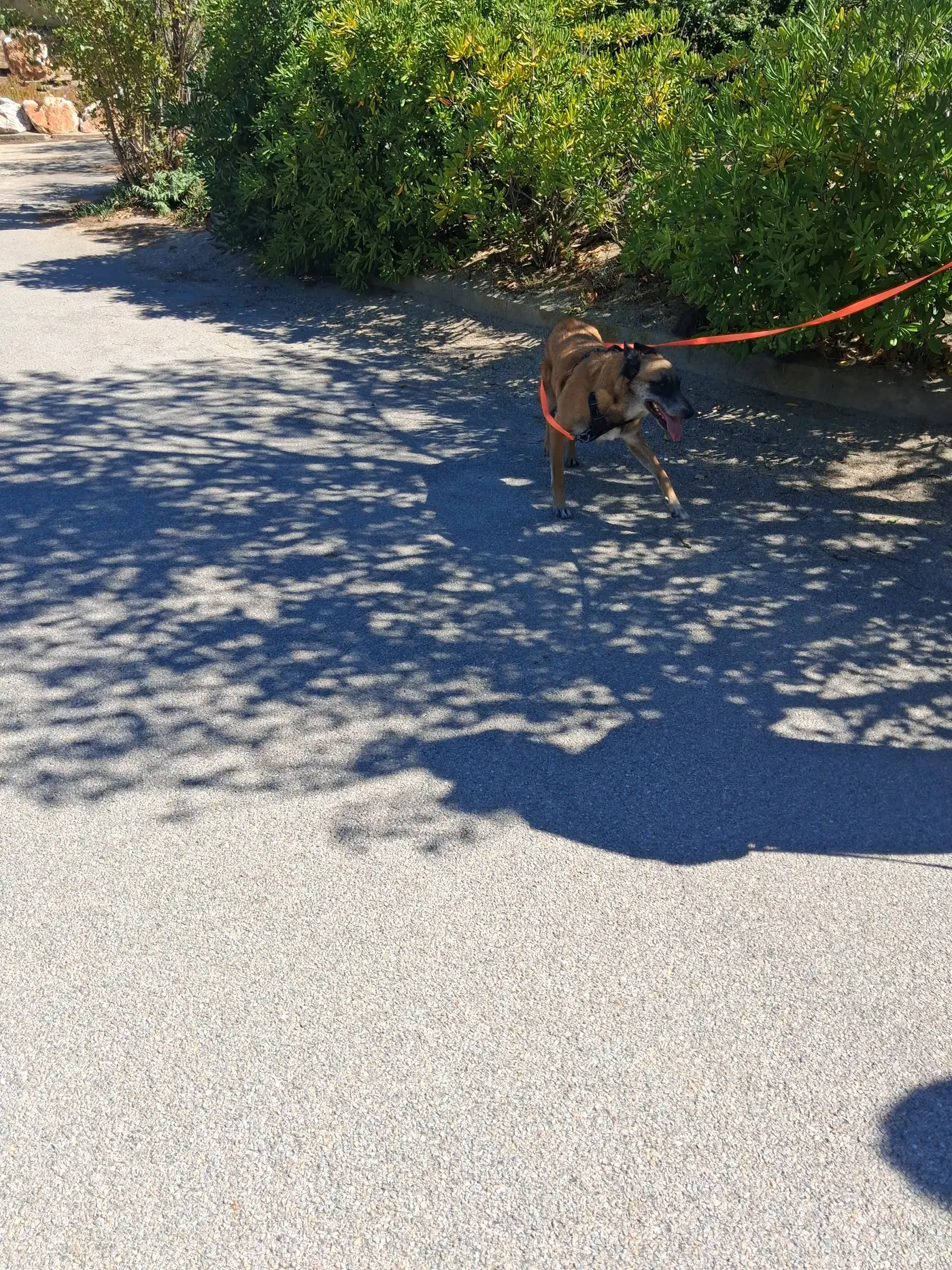 Chien malinois apaisé, couché calmement pendant une séance de rééducation comportementale
